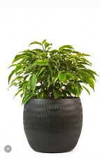 Ficus benjamina kinky for sale  SOUTHAMPTON