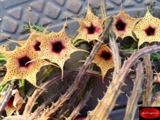 Huernia occulta cutting for sale  Freeport