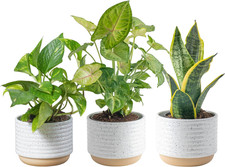 Live plants easy for sale  Smithtown