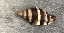 Vexillum rugosum 36.5mm for sale  Niceville