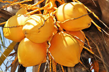Cocos nucifera coconut for sale  Miami