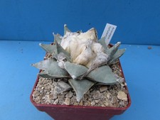 ariocarpus for sale  BIRMINGHAM
