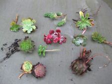 Assorted variety succulent for sale  UK