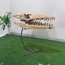 Crânio de mosassauro fóssil pré-histórico Mosasaurus réptil período cretáceo, usado comprar usado  Enviando para Brazil