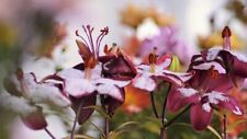 Zwiebeln schnee lilien gebraucht kaufen  Kaiserslautern
