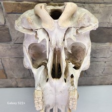 Genuine demon cow for sale  Houston