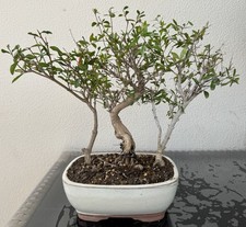 Boschetto bonsai melograno usato  Trescore Balneario