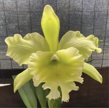 Cattleya orchid plant for sale  Kailua