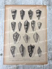 Cones volutes sea for sale  TEDDINGTON