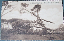 1913 pisa san usato  Roma