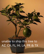 Dwarf meyer lemon for sale  Patchogue