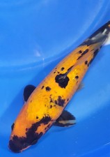 Bekko koi live for sale  Arlington