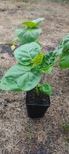 Tamarillo cyphomandra betacea d'occasion  France