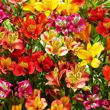 Mixed alstroemeria seeds for sale  Casper