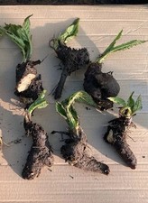 Comfrey plants crowns for sale  BRAINTREE