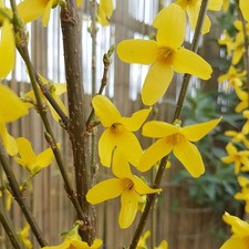 Forsythia intermedia weekend for sale  STOKE-ON-TRENT