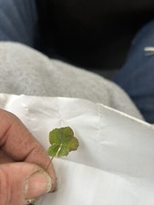 Real laminated leaf for sale  Louisville