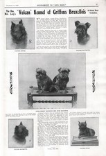 Brussels griffon 1927 for sale  COLEFORD