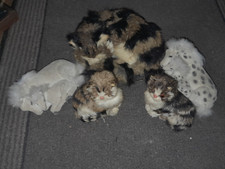 Chat d'occasion  Colmar
