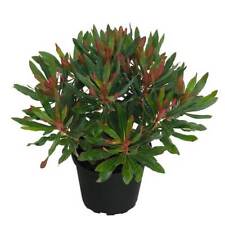 Euphorbia xenia pack for sale  SALTASH