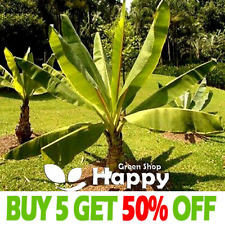 Ethiopian banana plant for sale  DONCASTER