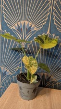 Alocasia macrorrhiza aurea gebraucht kaufen  Waldkirchen