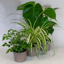 House plants mix for sale  SPALDING