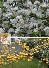 Apfelbaum stecklinge wildapfel gebraucht kaufen  Kaiserslautern