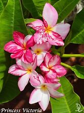 Princess victoria plumeria for sale  Haleiwa
