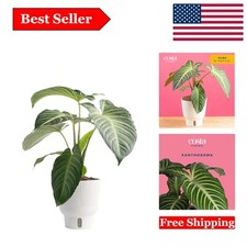 Live indoor xanthosoma for sale  South Lyon