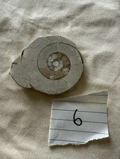 Raw natural ammonite for sale  ROWLANDS GILL