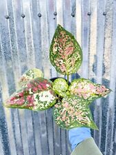 Aglaonema anymanee tricolor for sale  Homestead