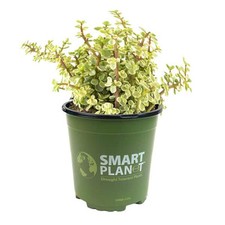 Gal. portulacaria afra for sale  Miami