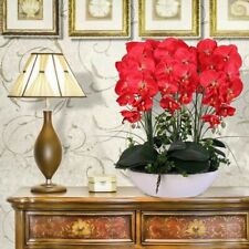 Orchidea rossa semi usato  Villafranca Sicula