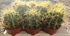 Ferocactus glaucescens pot8 usato  Vanzaghello