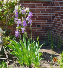 Schwertlilie iris zartlila gebraucht kaufen Schwertlilie iris zartlila gebraucht kaufen  Warendorf