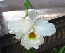 Lc. montezuma glory for sale  Carpinteria