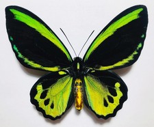 Amazing ornithoptera priamus usato  Spedire a Italy