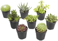 Live succulents plants for sale  Cedar Rapids