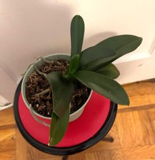 Orchid mid sized for sale  Brooklyn