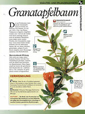 Granatapfelbaum kräuterinfoka gebraucht kaufen  Berlin