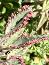 Baby pups kalanchoe for sale  Cotati