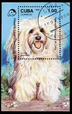 Havanese bichon habanero d'occasion  Expédié en Belgium