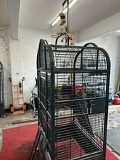 Extra large parrot for sale  FLEET