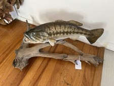 fish mounts for sale fish mounts for sale Washington