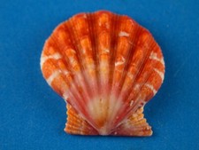 Pecten langfordi sunrise for sale  Kapolei