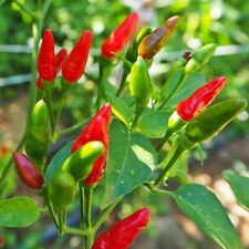 Chilli pepper thai for sale  RUISLIP