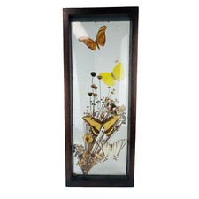 Real butterfly taxidermy for sale  Pennington