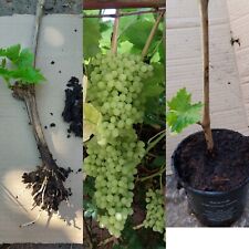 White sultana seedless for sale  ILFORD