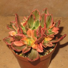 Aeonium bronze medal gebraucht kaufen  Falkensee